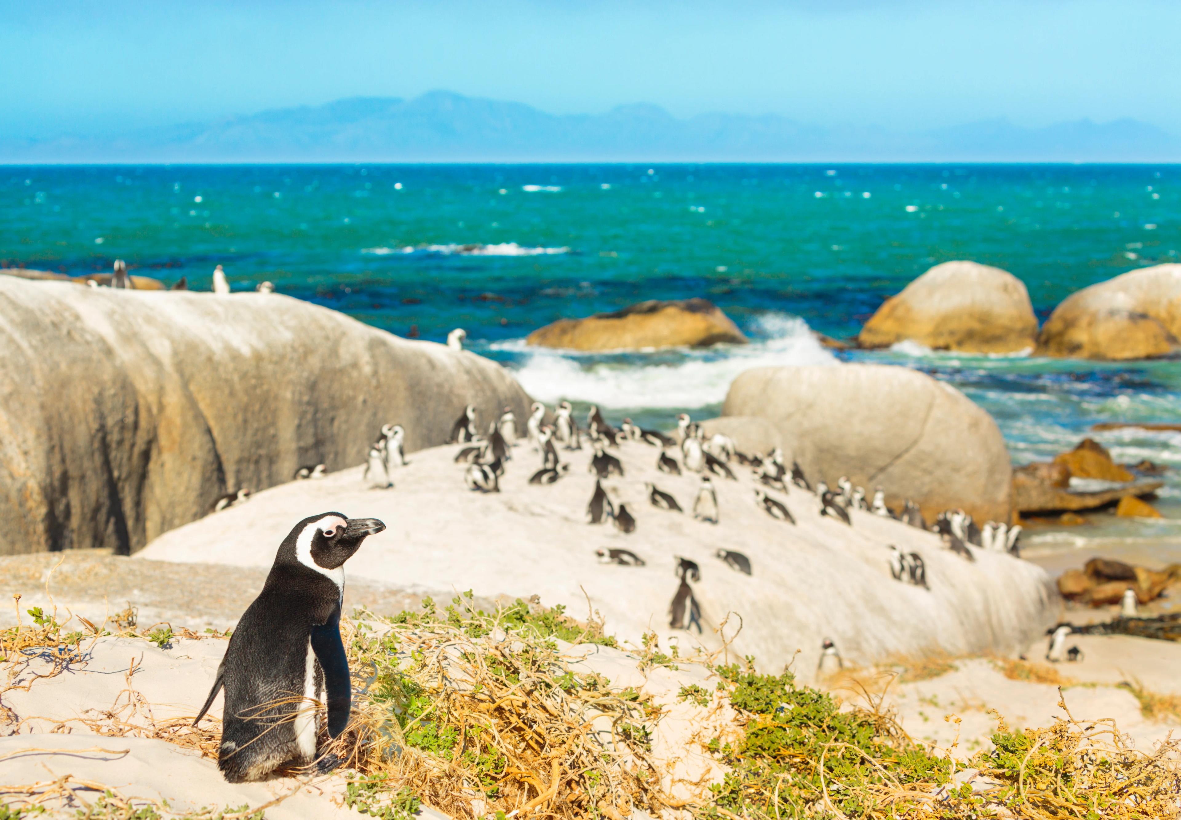 Ingersoll Chamber - South Africa